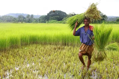 Hurry! Kerala farmers and agri-entrepreneurs yet to tap ₹1,101 cr under Agriculture Infrastructure Fund; Details inside