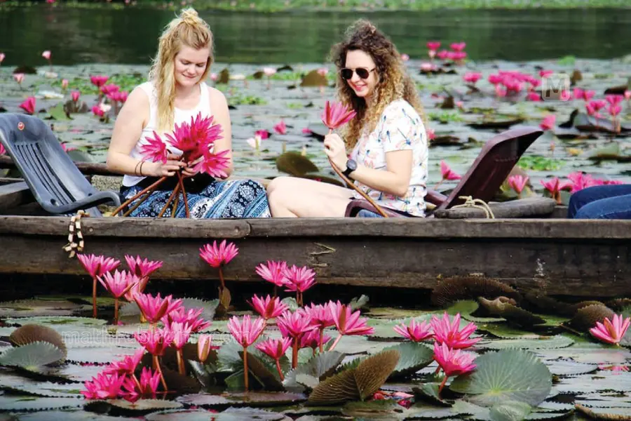 aymanam water lily bloom