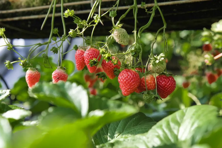 Marayoor prepares for profitable strawberry harvest with hybrid varieties