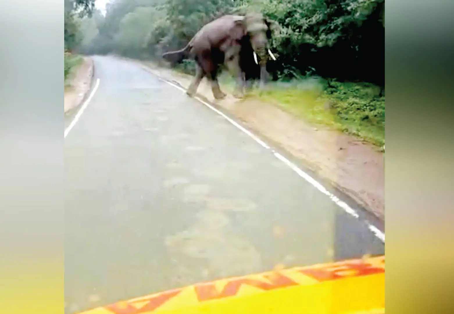 ആംബുലൻസിന് നേരെ പാഞ്ഞുവരുന്ന ഒറ്റയാൻ