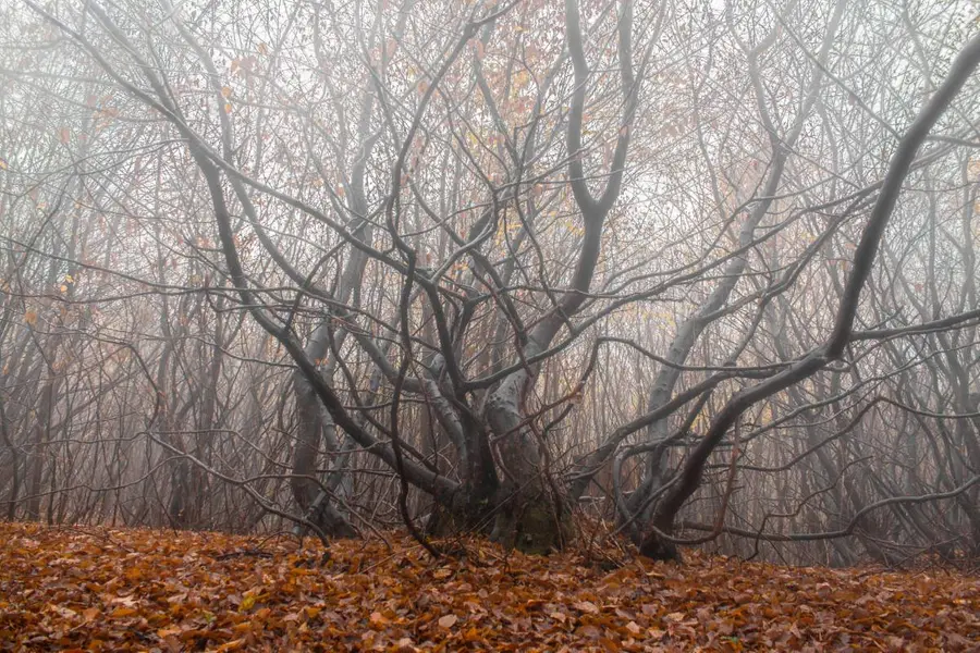 hoia baciu forest