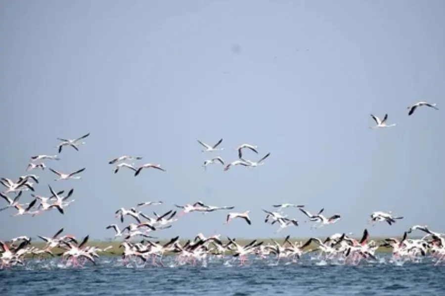 Migratory Birds