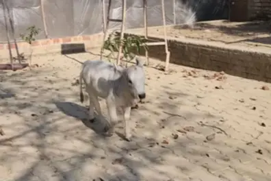 Pint-sized Punganur cows gain popularity as unusual urban pets