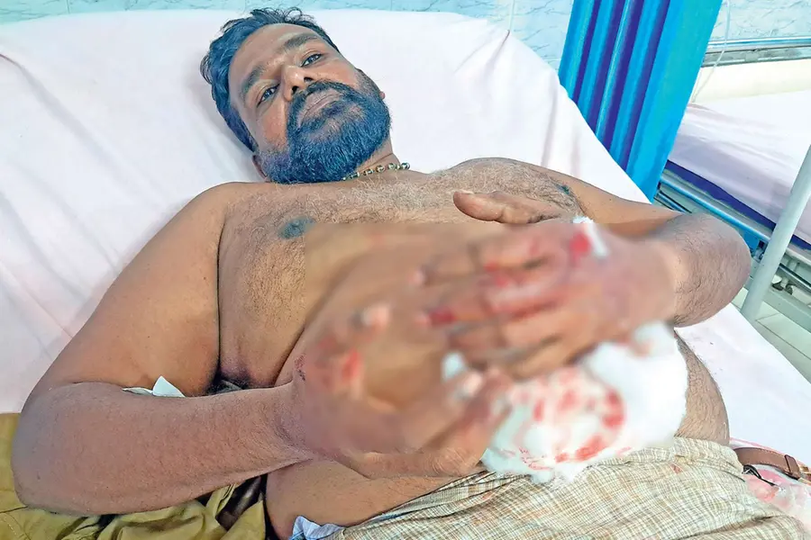 auto-accident-stray-dog-bite