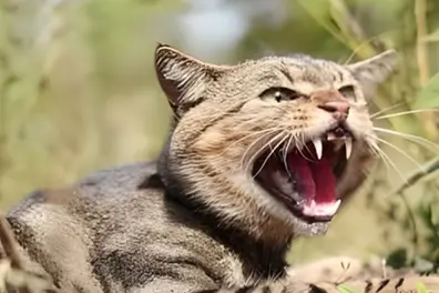 ‘Stone cold killers’: New Zealand adds feral cats to predator free 2050 target list