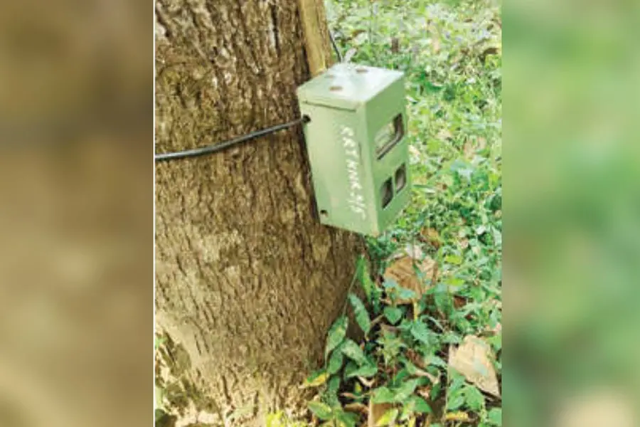 tiger camera
