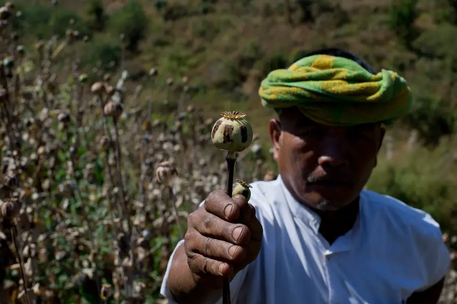 Myanmar’s opium boom explodes to decade high amid raging civil war
