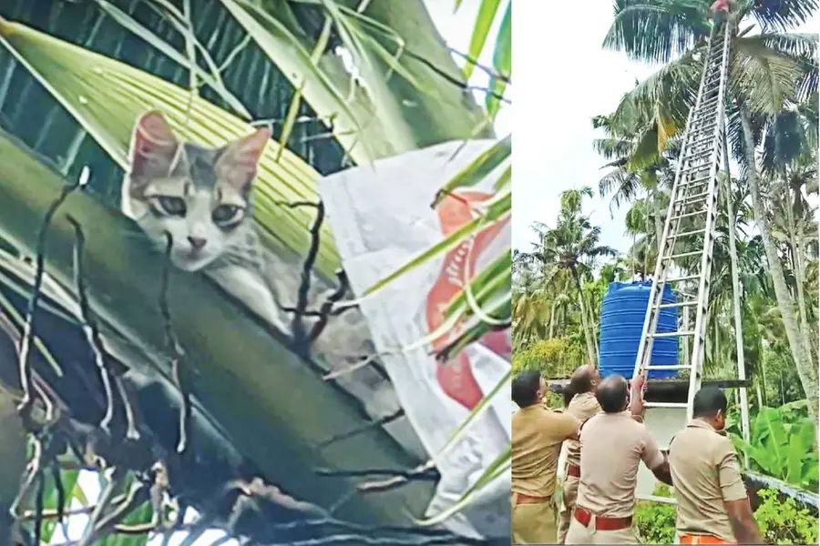 നായ്ക്കള് ഓടിച്ചു; പ്രാണരക്ഷാര്ഥം 'സുന്ദരി' തെങ്ങുകയറി, താഴെയിറക്കി അഗ്നിരക്ഷാസേന