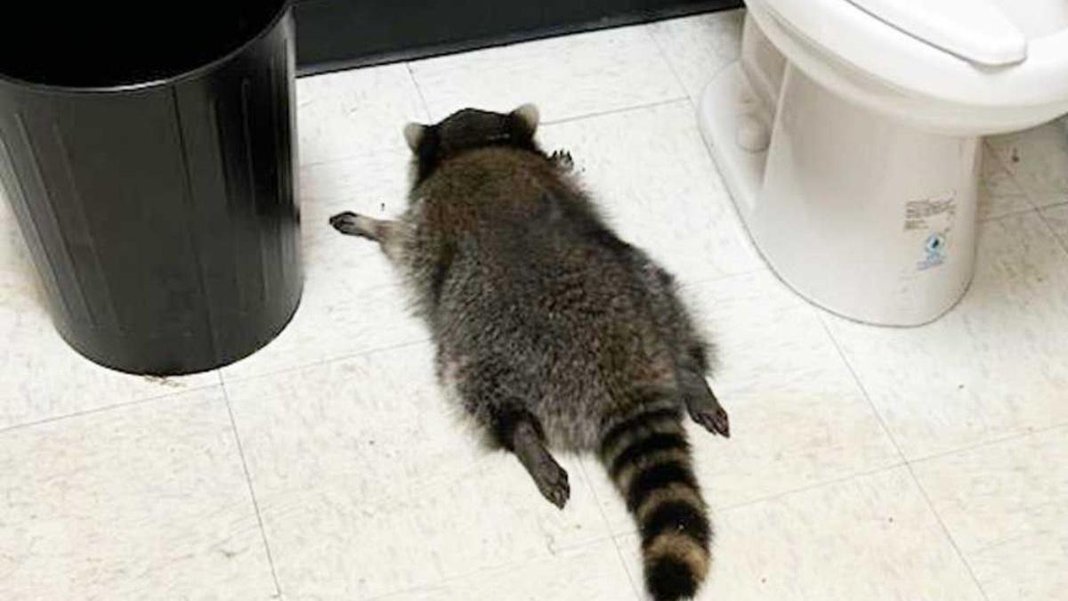 Caught red-handed… and red-eyed: Raccoon gets smashed on whisky, blames ...