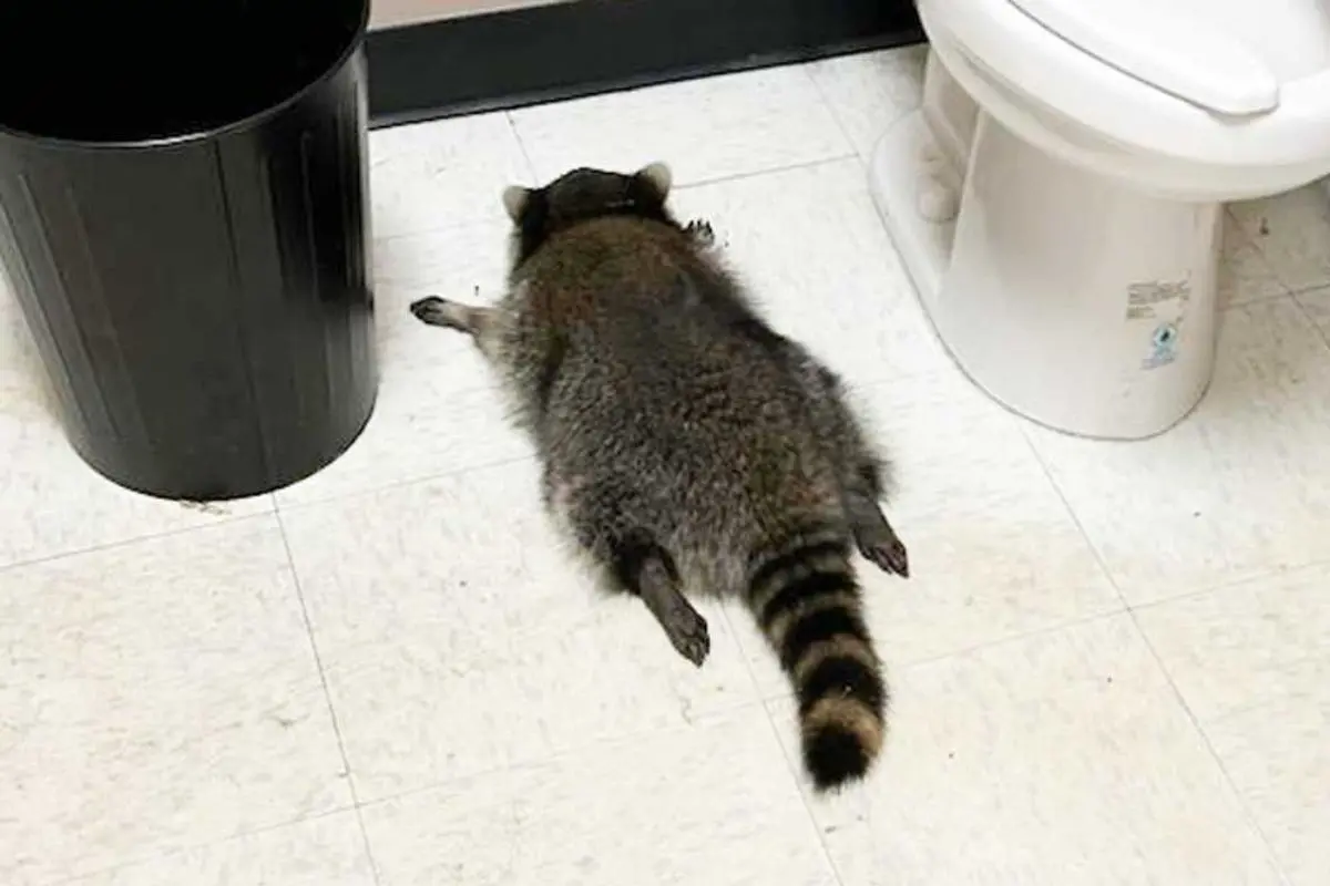 The hungover culprit: A sprawled-out raccoon sleeps off his whisky binge in the liquor store bathroom after crashing through the ceiling and causing boozy chaos. Photo: X