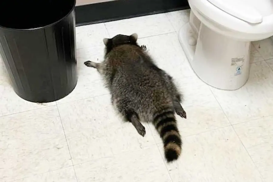 Raccoon.jpg