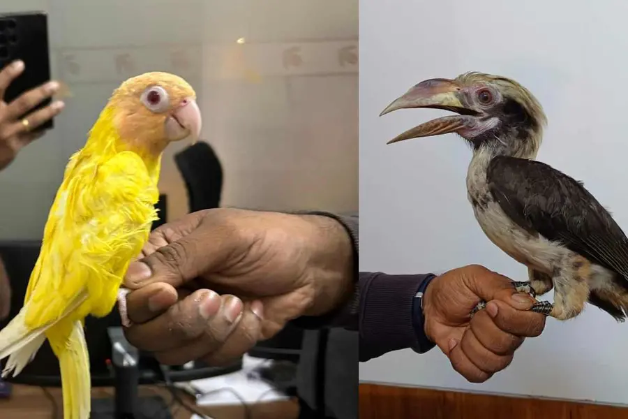 thailand birds smuggling