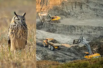 Quarrying halted in Telangana’s Vikarabad to protect rare rock eagle owl and its eggs | WATCH