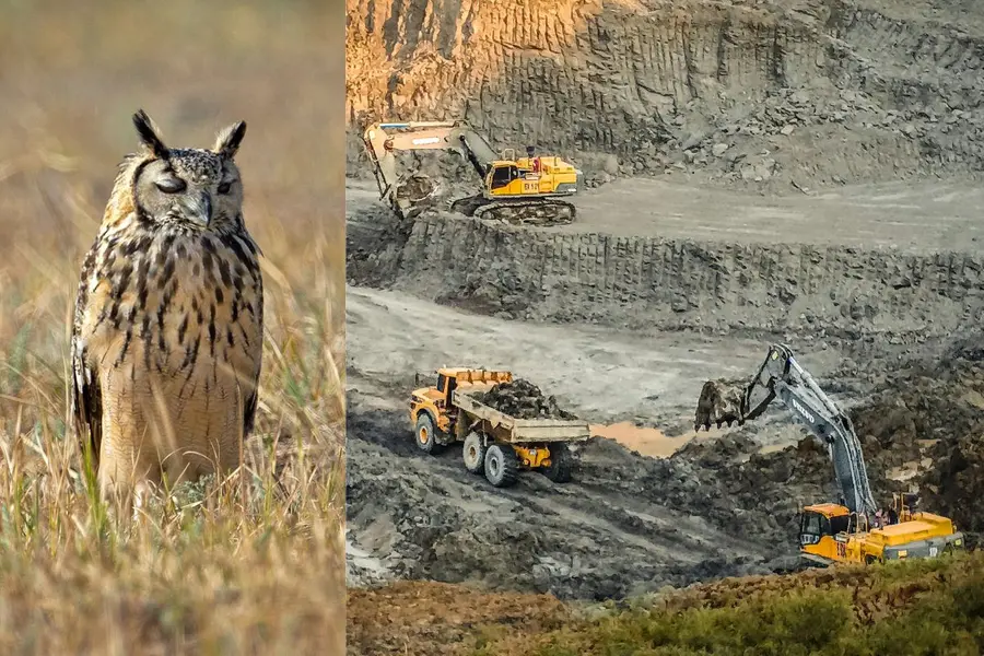 Quarrying halted in Telangana’s Vikarabad to protect rare rock eagle owl and its eggs | WATCH