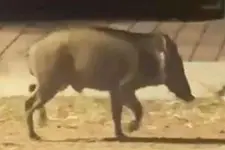 പന്നി ബൈക്കിന് മുന്നിലേക്ക് ചാടി; ബൈക്ക് മറിഞ്ഞ് വിദ്യാര്‍ഥിക്ക് പരിക്ക്