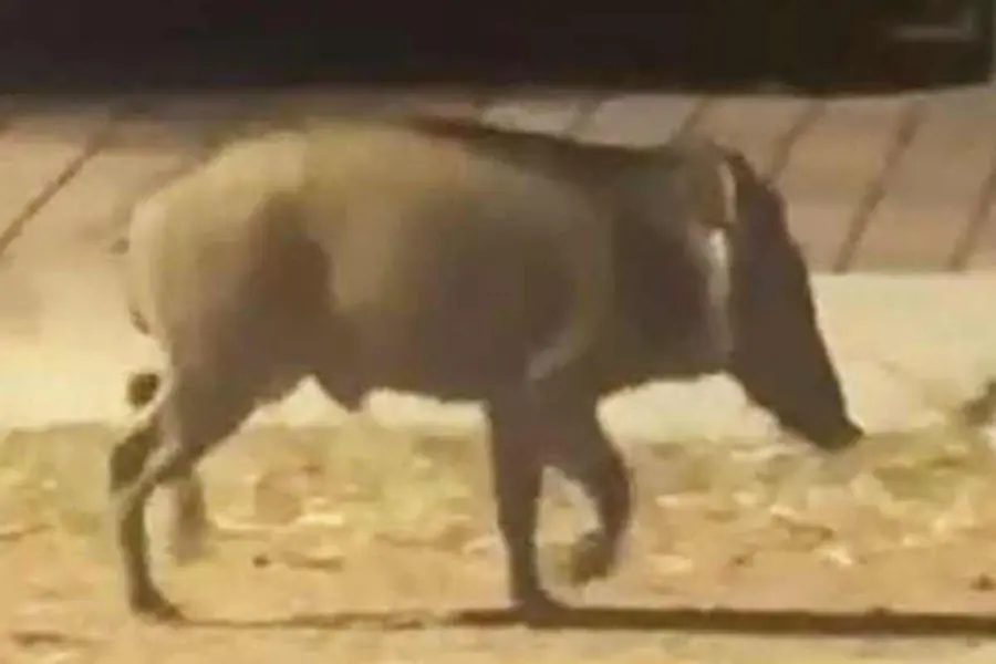 angadippuram wild boar