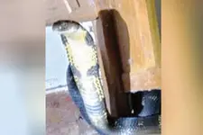 കട്ടിലിനടിയില്‍ ശബ്ദം, ടോര്‍ച്ചടിച്ചപ്പോള്‍ കണ്ടത് കൂറ്റന്‍ രാജവെമ്പാല
