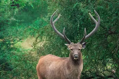 Sambar deer rescued near Uttarakhand’s Kosi barrage by forest officials