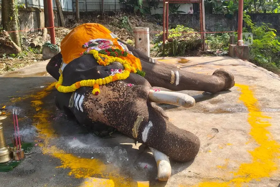 ആലപ്പുഴ മുല്ലയ്ക്കല്‍ രാജരാജേശ്വരി ക്ഷേത്രത്തിലെ ആന മുല്ലയ്ക്കല്‍ ബാലകൃഷ്ണന്‍ ചരിഞ്ഞു