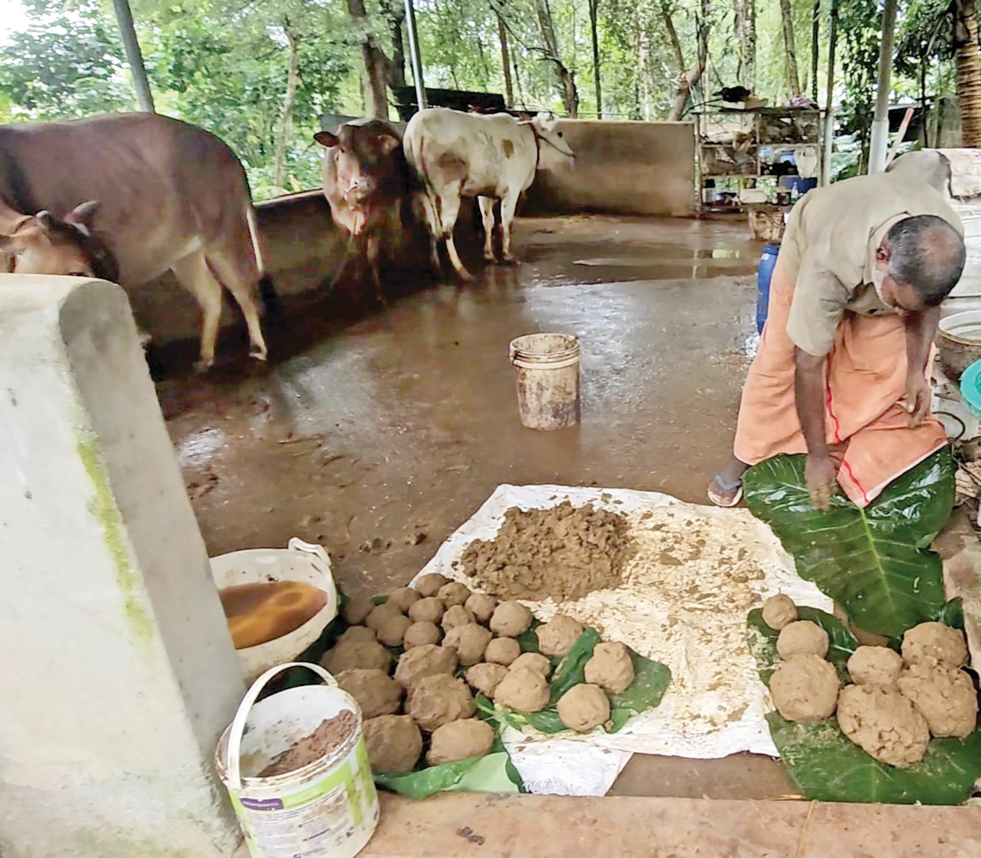 ഘനജീവാമൃതം തയ്യറാക്കുന്നു