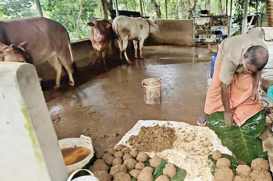 ഘനജീവാമൃതം': മണ്ണിന് ജീവന്റെ അമൃത്, സുസ്ഥിരകൃഷിക്ക് പരമ്പരാഗത വിജ്ഞാനീയത്തിന്റെ സംഭാവന