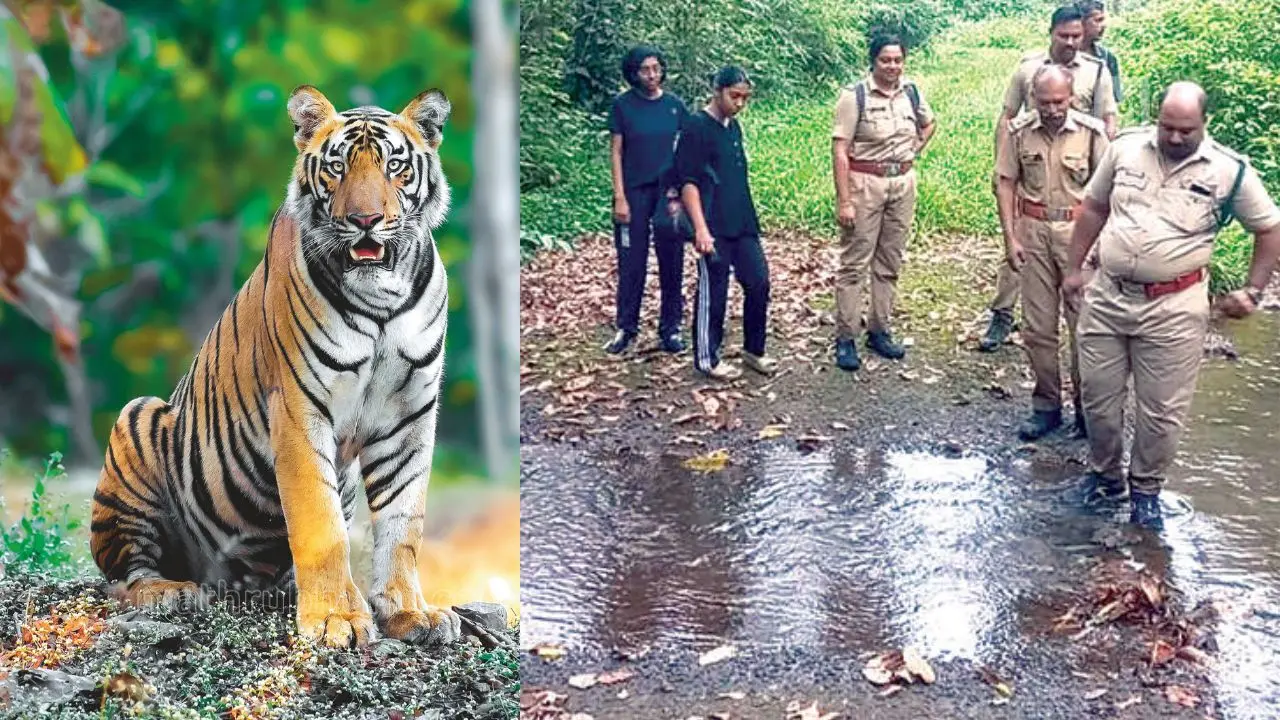 മലയാറ്റൂർ ഡിവിഷണൽ ഫോറസ്റ്റ് മേഖലയിൽ കടുവാ സെൻസസ് നടത്തുന്ന വനപാലക സംഘവും കോളേജ് വിദ്യാർഥിനികളും| കടുവ - ചിത്രം: നിഹാദ് വാജിദ്, മാതൃഭൂമി