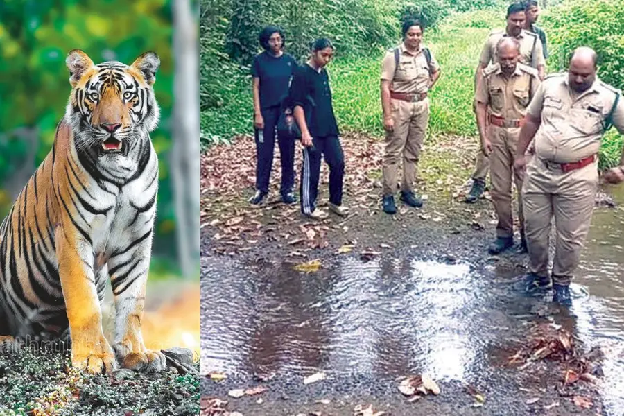 tiger-census