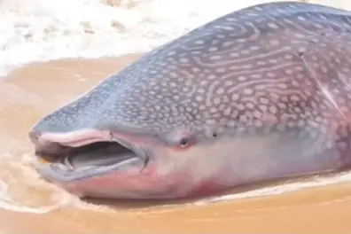 Giant Whale shark washes ashore on Kanyakumari beach