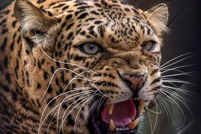 7-year-old mauled to death by leopard near Ranthambore Tiger Reserve, family refuses to accept body