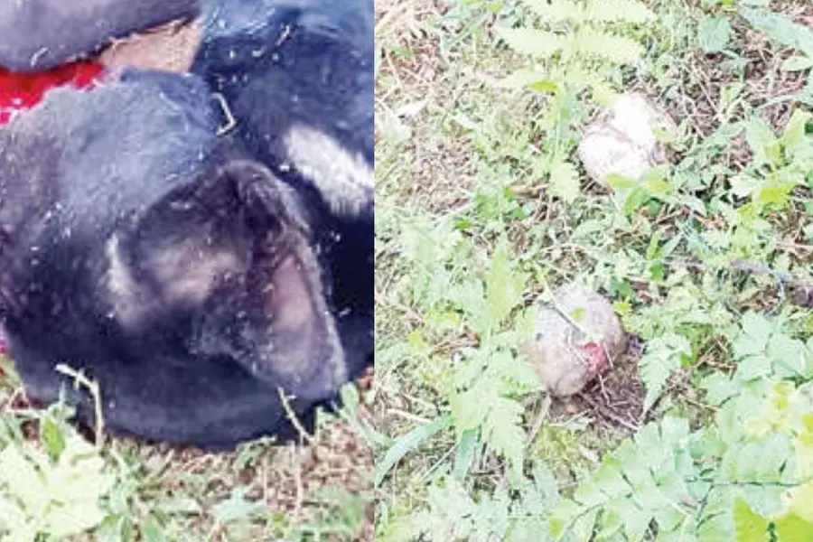 ഇടതുമുന്നണി സ്ഥാനാർഥിയുടെ വീട്ടുവളപ്പിൽ നാടൻബോംബ് പൊട്ടി; വളർത്തുനായ ചത്തു, അന്വേഷണം ആരംഭിച്ചു