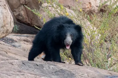 GPS watch shows final moments of hiker killed by bear in Japan