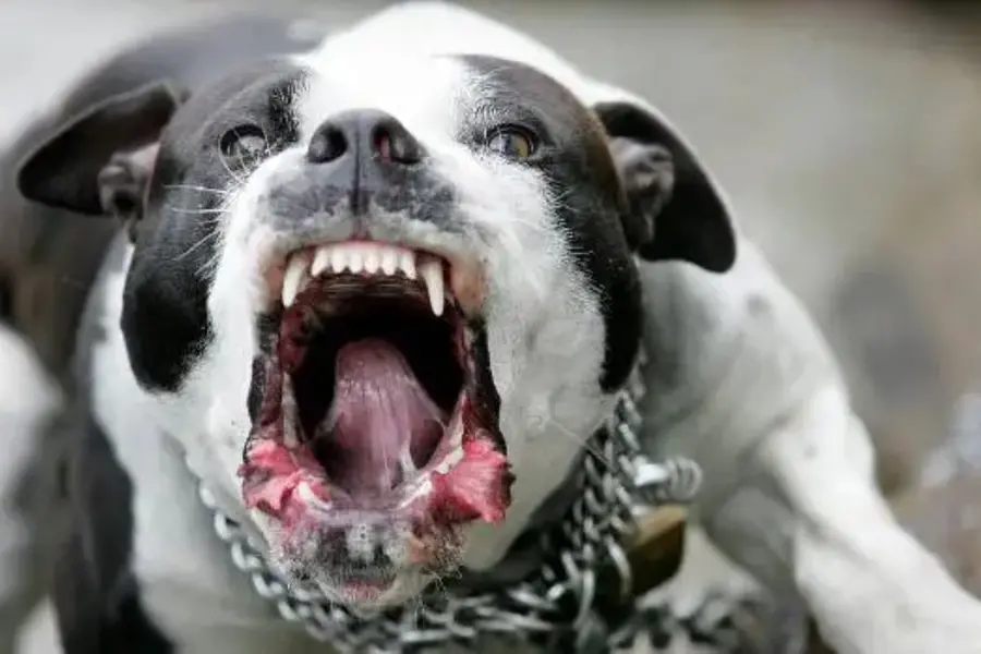 Pitbull.jpg