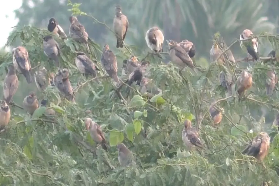Rosy Starling birds