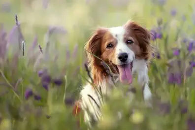 Pet lovers throng Pet Fed Delhi 2025 for a weekend celebration of animal care