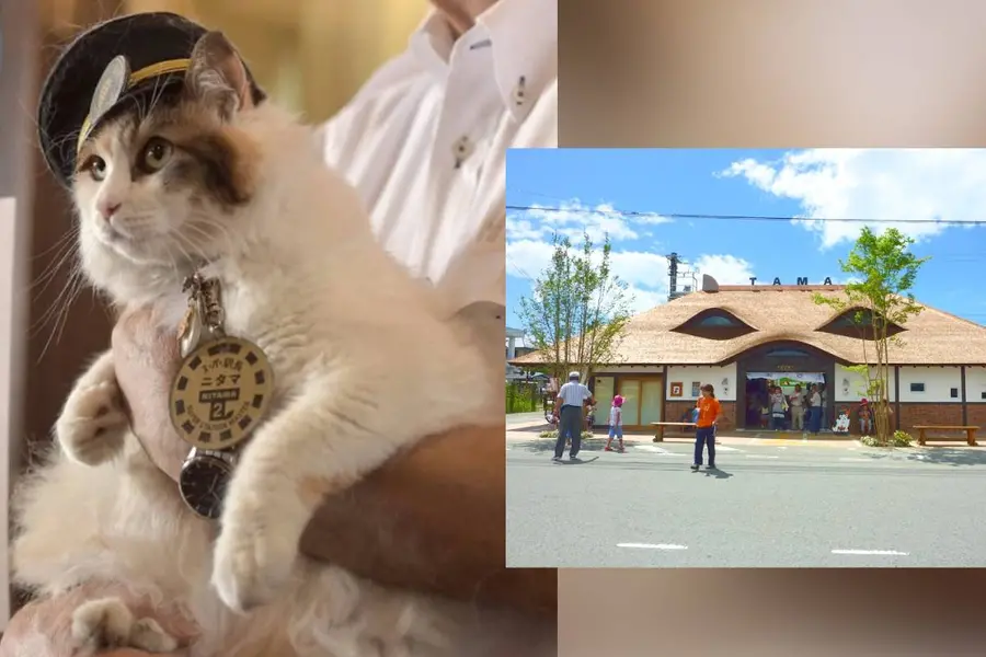 nitama cat