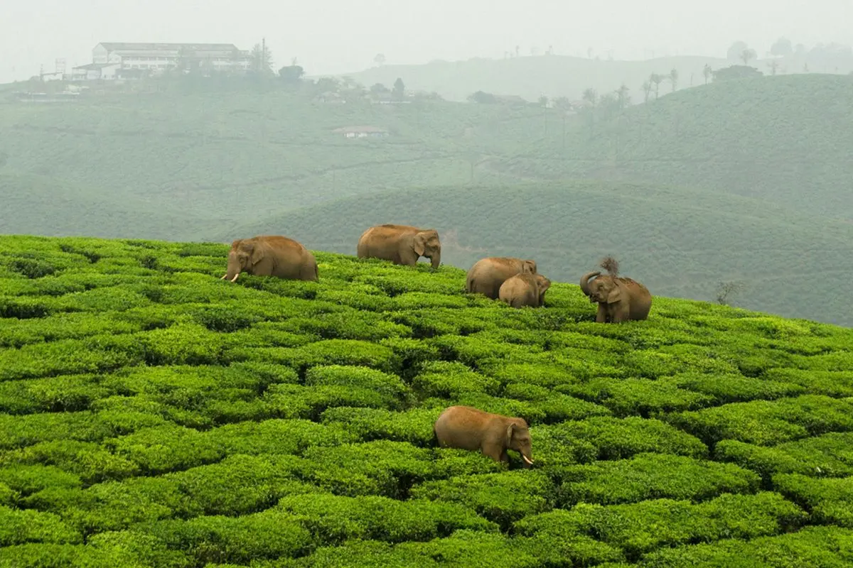 A herd of elephants meanders through a tea estate in Valparai | Photo:Ganesh Raghunathan