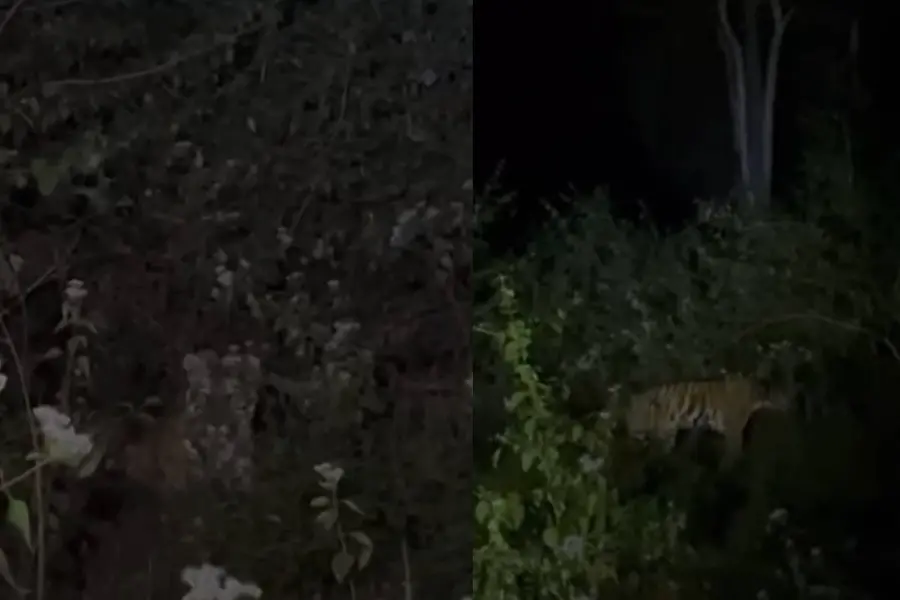 tiger panamaram