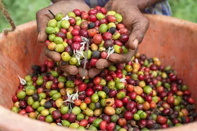 PT Usha calls for action on human-wildlife conflict, labour shortages in Wayanad coffee farms