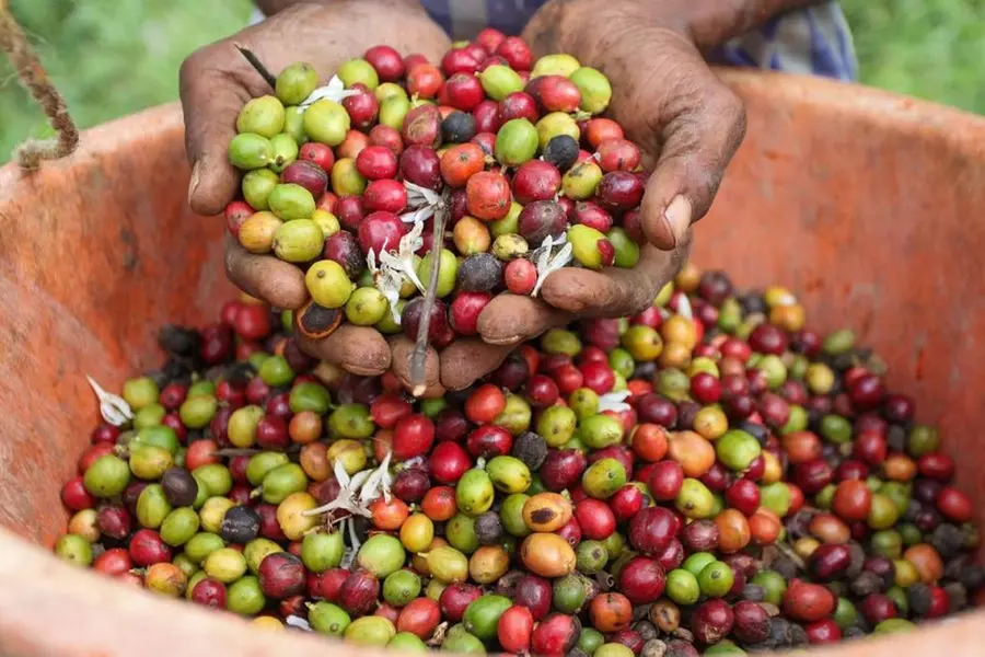 Coffee Beans | Mathrubhumi