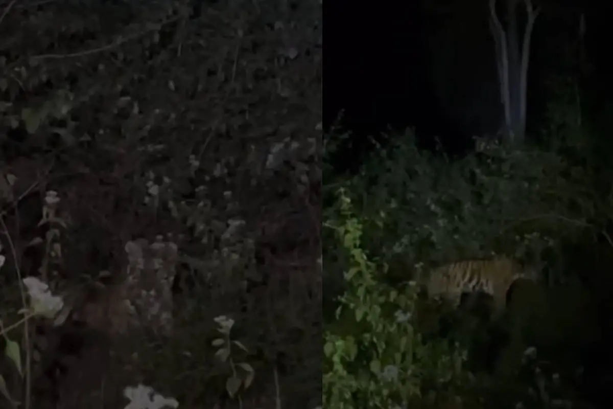 ക്യാമറയിൽ പതിഞ്ഞ കടുവയുടെ ദൃശ്യം