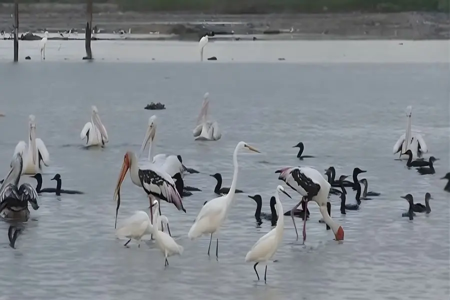 From salt production to ornithological paradise: Thoothukudi abuzz with migratory birds|WATCH