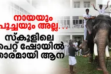 സ്കൂൾ പെറ്റ്ഷോയിലെ മെഗാസ്റ്റാറായി ആന; വിദേശിയും സ്വദേശിയുമായി ഇനിയുമുണ്ട് താരങ്ങൾ