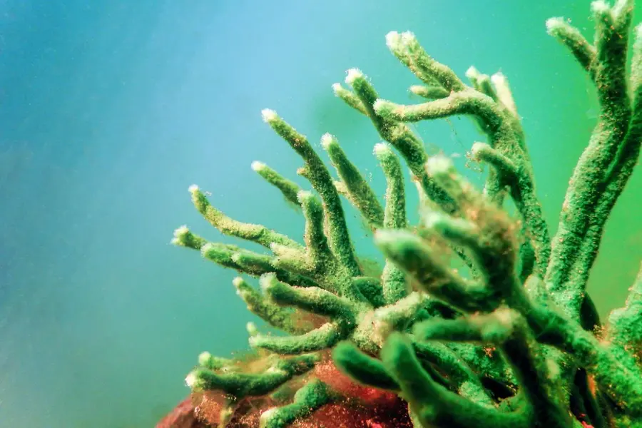 Could freshwater sponges and their microbes clean our rivers?