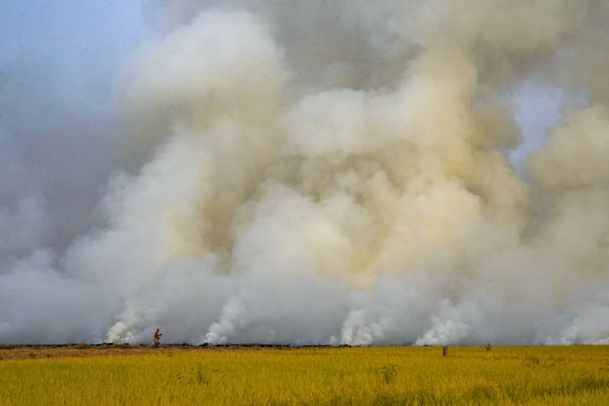 Stubble burning | File photo: PTI