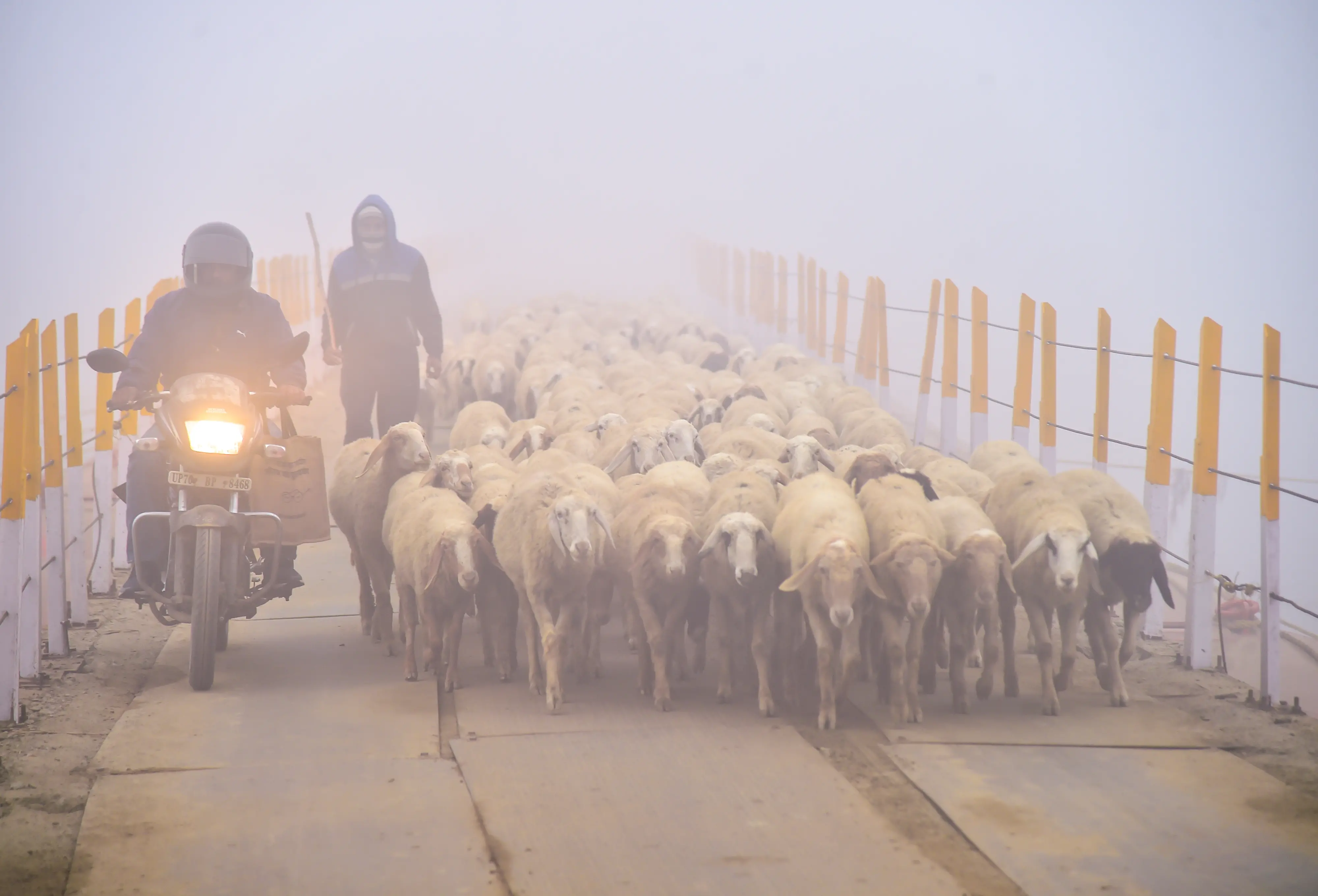 A shepherd leads a flock of sheep across a bridge through dense winter fog as a motorcyclist passes by, in Prayagraj,UP.| Photo: ANI