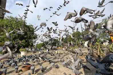 Pigeon feeding row: Bengaluru introduces regulations, DK Shivakumar comments