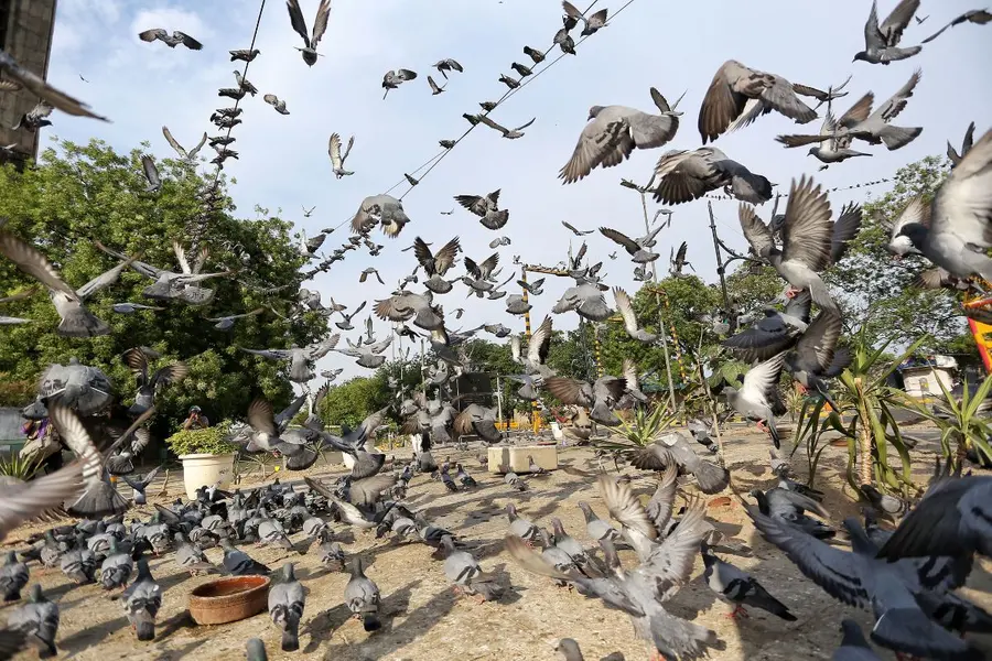 Pigeons