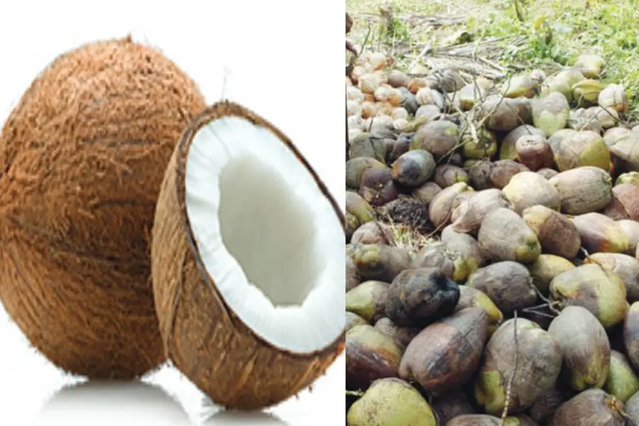 താഴ്ന്നിറങ്ങി തേങ്ങവില; ഒരുമാസംകൊണ്ട് കുറഞ്ഞത് 17 രൂപ, വെളിച്ചെണ്ണ വില 400-ൽനിന്ന് 370-ലേക്ക്