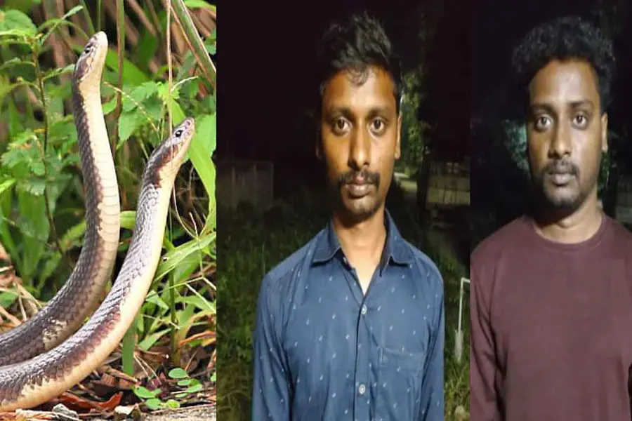 snake bite murder