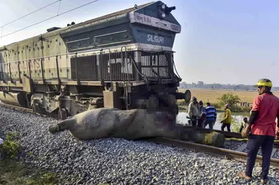Assam train services hit after Rajdhani Express mows down elephant herd